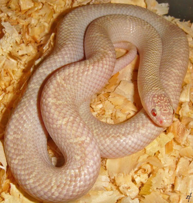 "Lavender White sided" brooksi