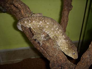 leachi henkely pine island male.jpg