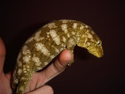 Leachi2012 (1) (400x300).jpg