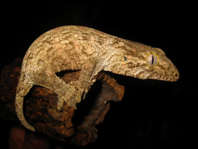 Leachi2012 (2) (640x480).jpg