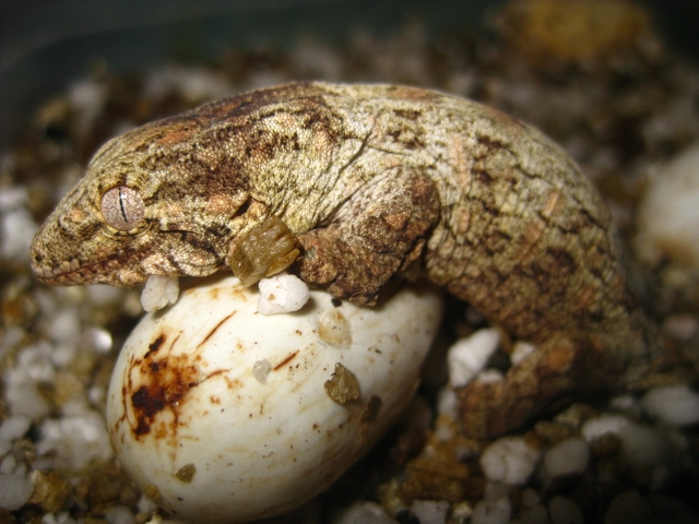 leachi2012 (640x480).jpg