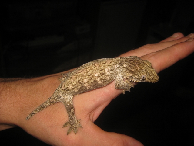 Leachi2012 (7) (640x480).jpg