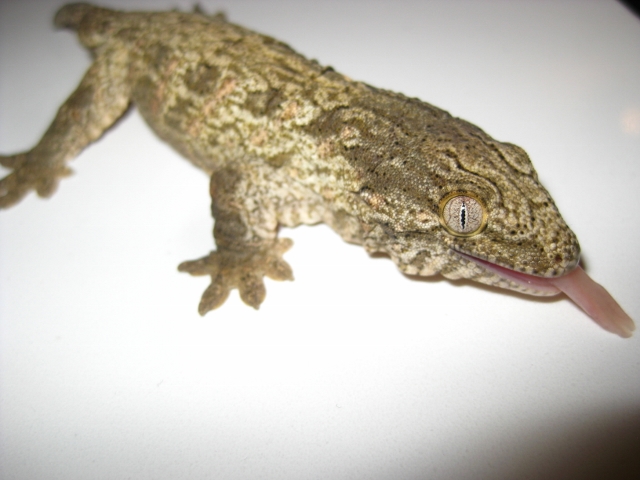 Leachi2012 (8) (640x480).jpg