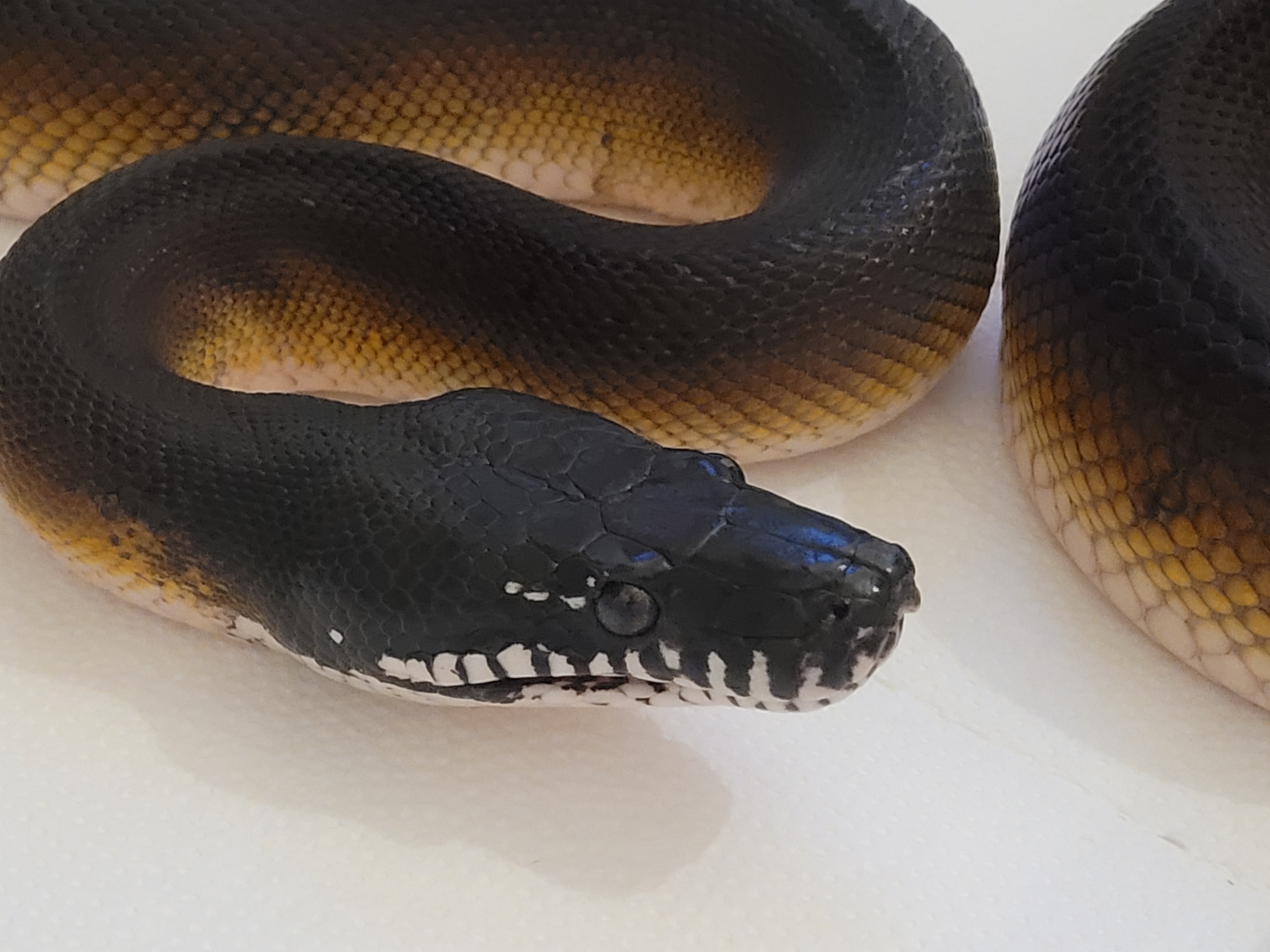 Leiopython albertisii