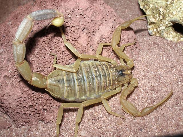 leiurus quinquestriatus 3.JPG