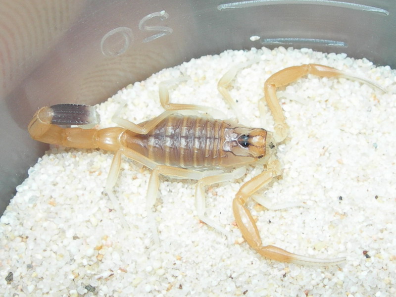 Leiurus quinquestriatus.jpg