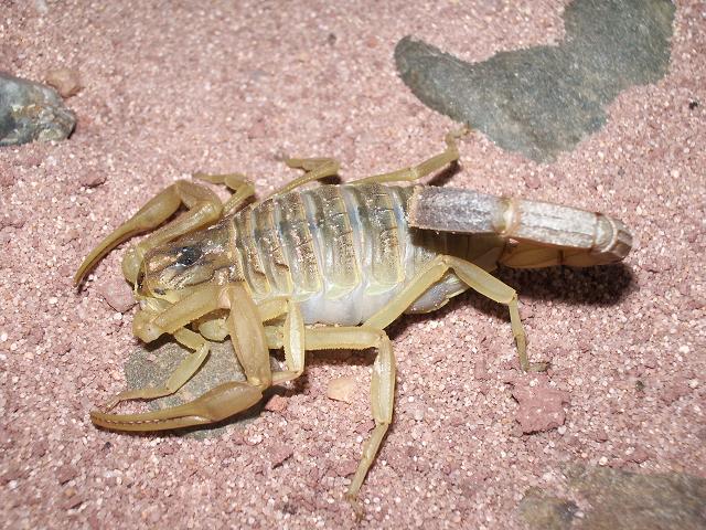 leiurus quinquestriatus.JPG