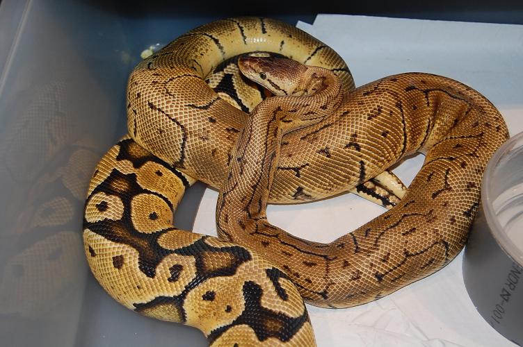 lemon blast x pastel.jpg