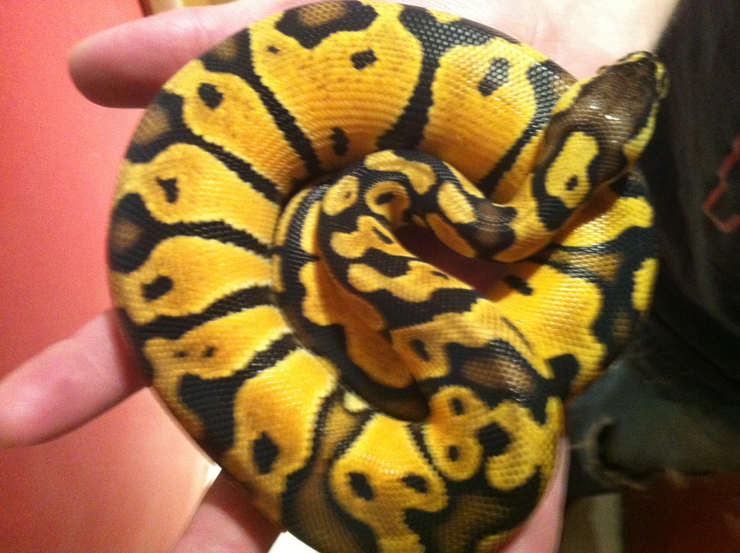 lemon pastel (2).JPG