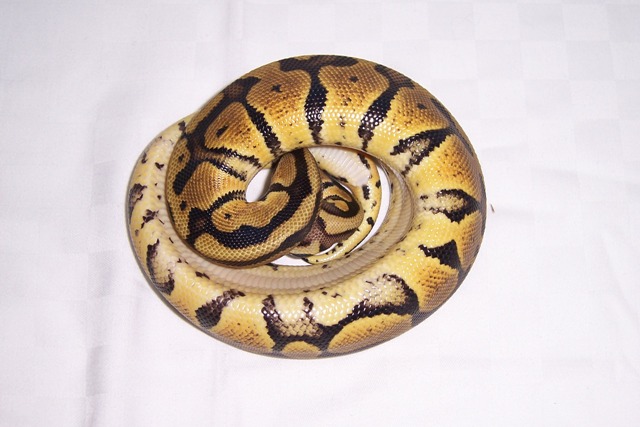 LEMON PASTEL (3).JPG