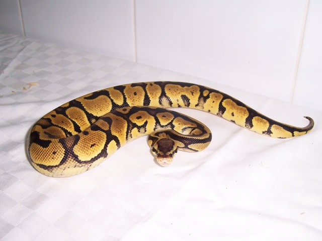 LEMON PASTEL (8).JPG