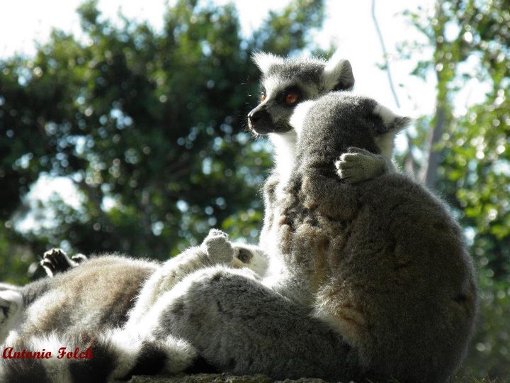 lemur de cola anillada