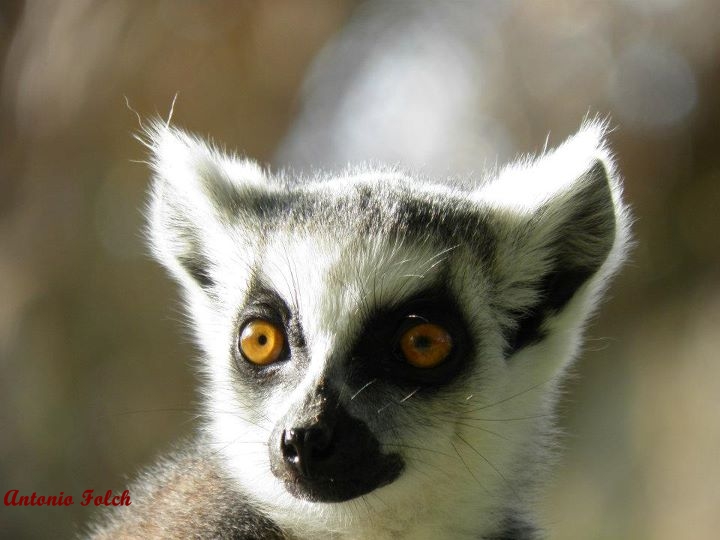 lemur de cola anillada