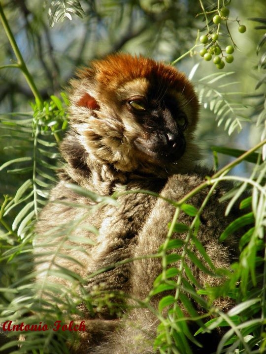 Lemur de frente roja