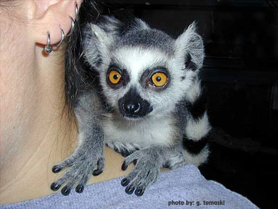 lemur_ringtail4.jpg