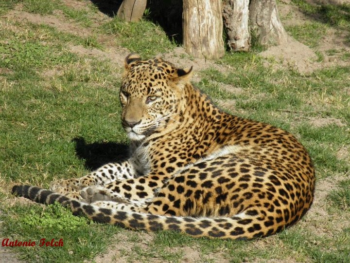 Leopardo
