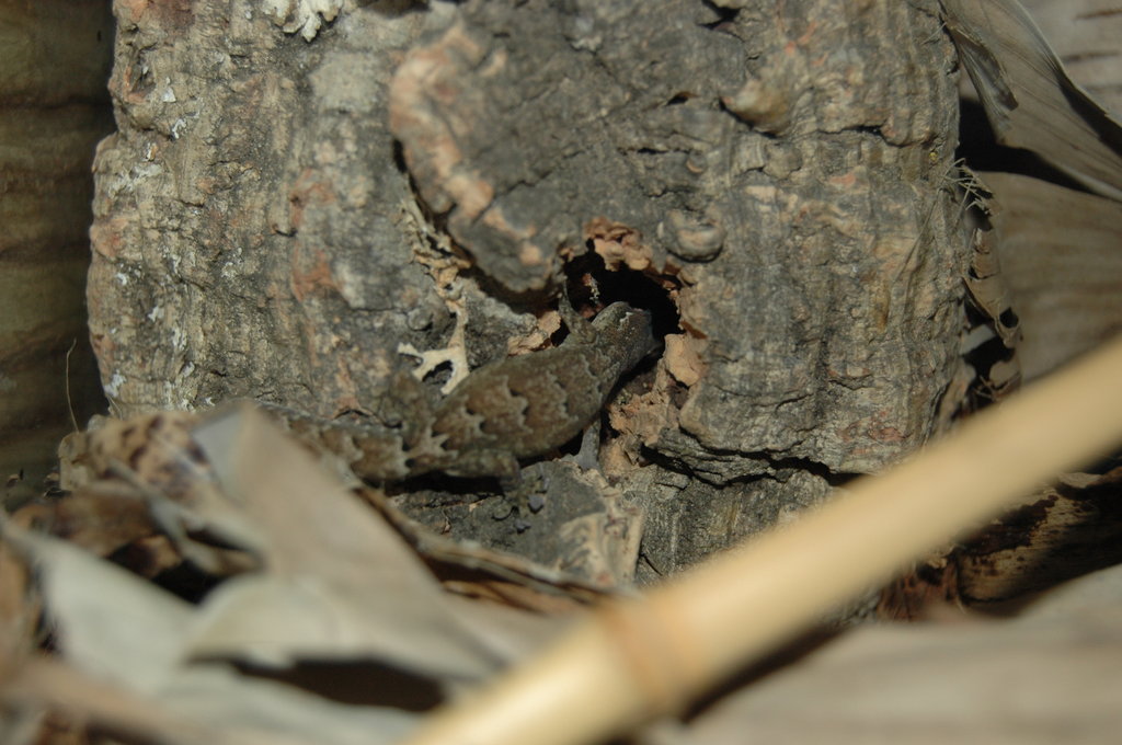 Lepidodactyus lugubris 011