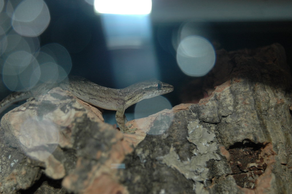 Lepidodactyus lugubris 016