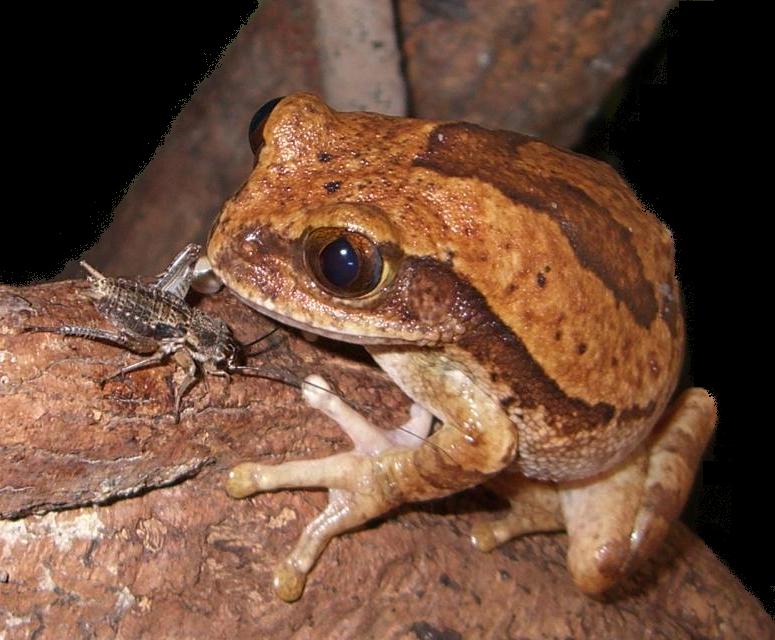 Leptopelis Hembra.JPG