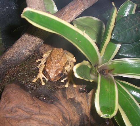 Leptopelis Sp. Macho.JPG