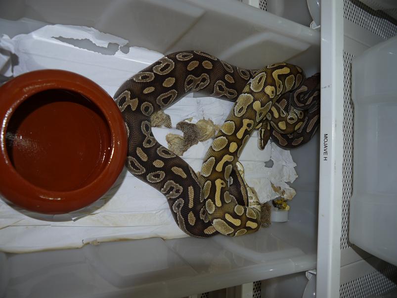 lesser x mojave H.JPG