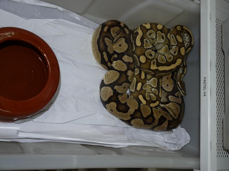 lesser x pastel H4.JPG