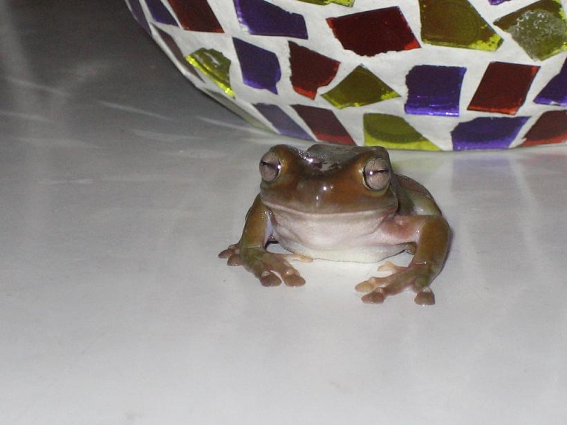 letizio superstar.JPG