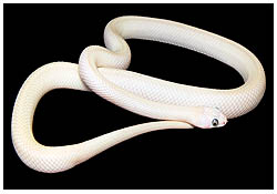 leucistic alterna