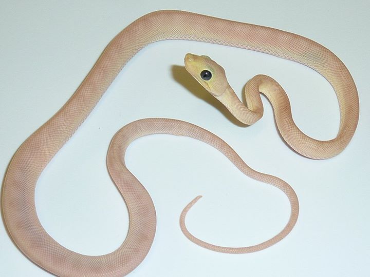 LEUCISTIC AMAZON TREE BOA (Corallus hortulanus)
