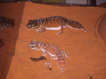 levis levis pair.jpg