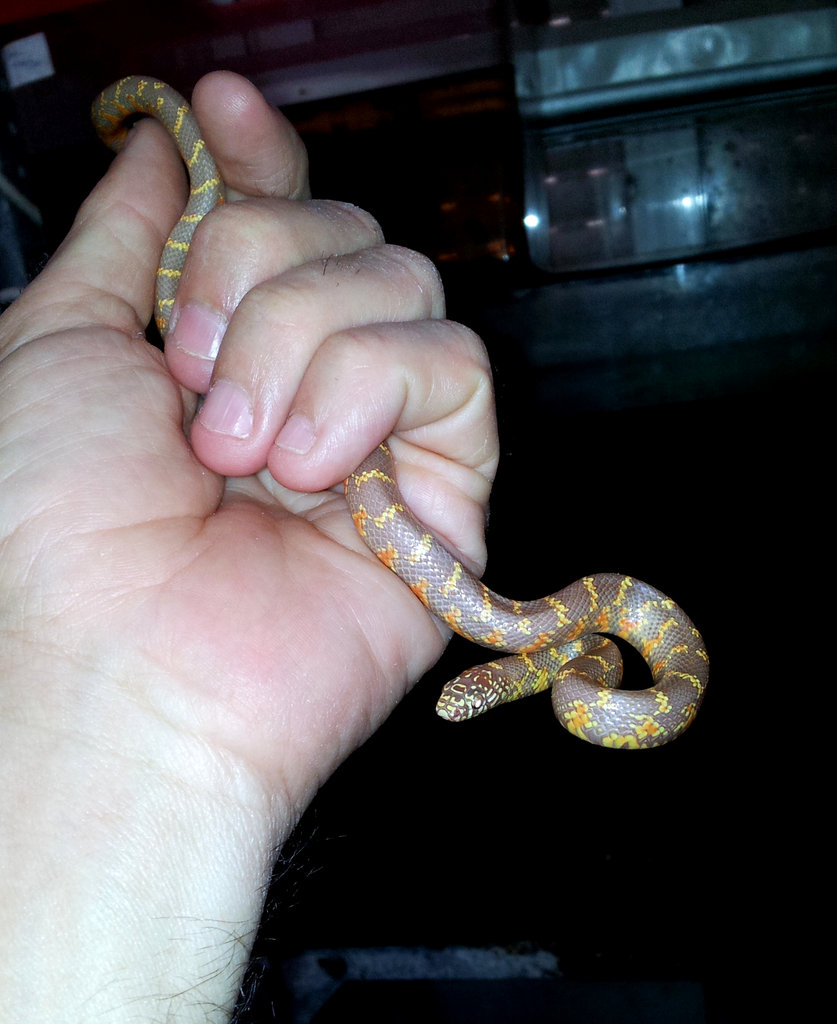 LGB hembra 19mayo2012