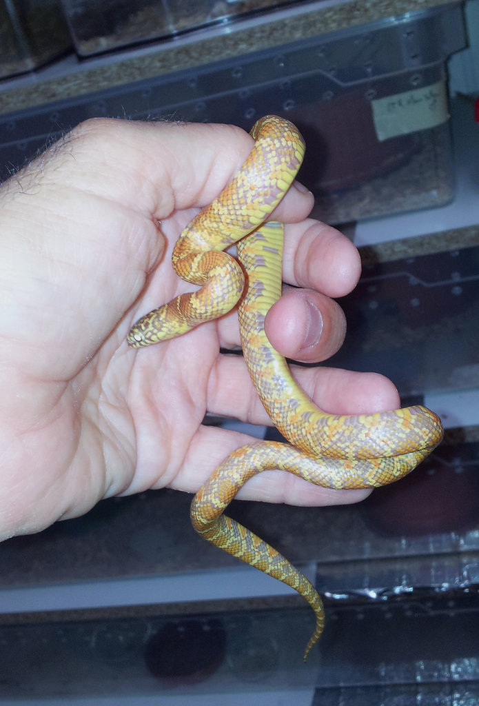 LGB macho 19mayo2012