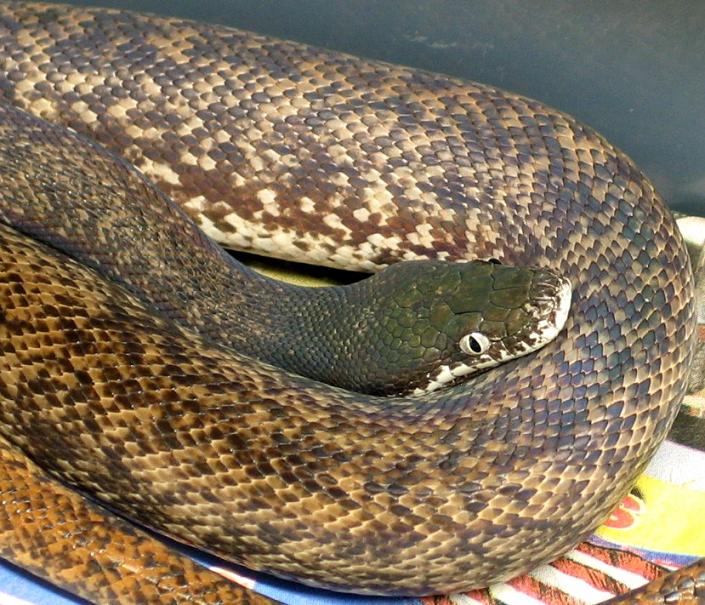 Liasis mackloti savuensis4.JPG