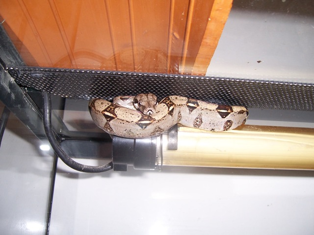 LILO Y STICH (11).JPG