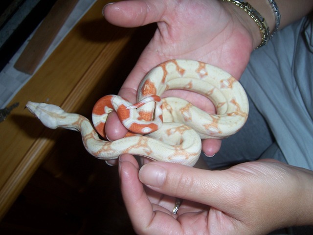 LILO Y STICH (3).JPG