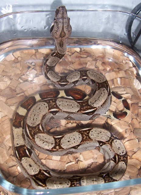 LILO Y STICH (6).JPG