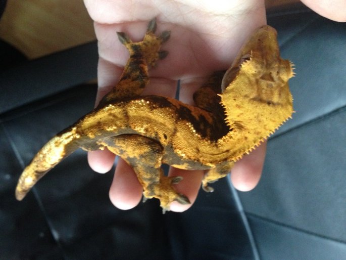 Limón, macho de correlophus ciliatus