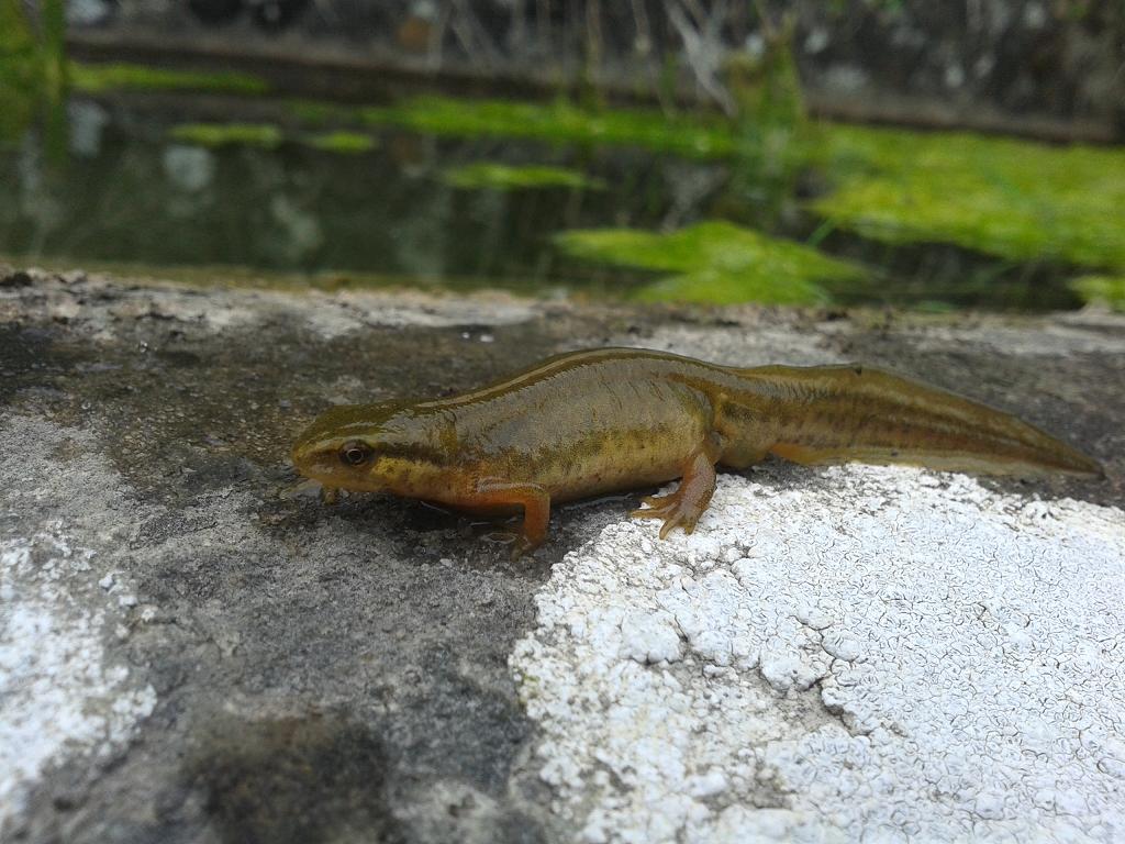 Lissotriton helveticus, hembra.