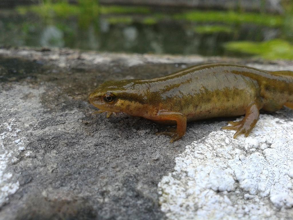 Lissotriton helveticus, hembra.