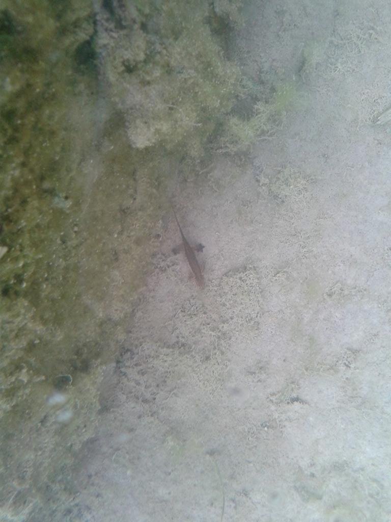 Lissotriton helveticus, macho.