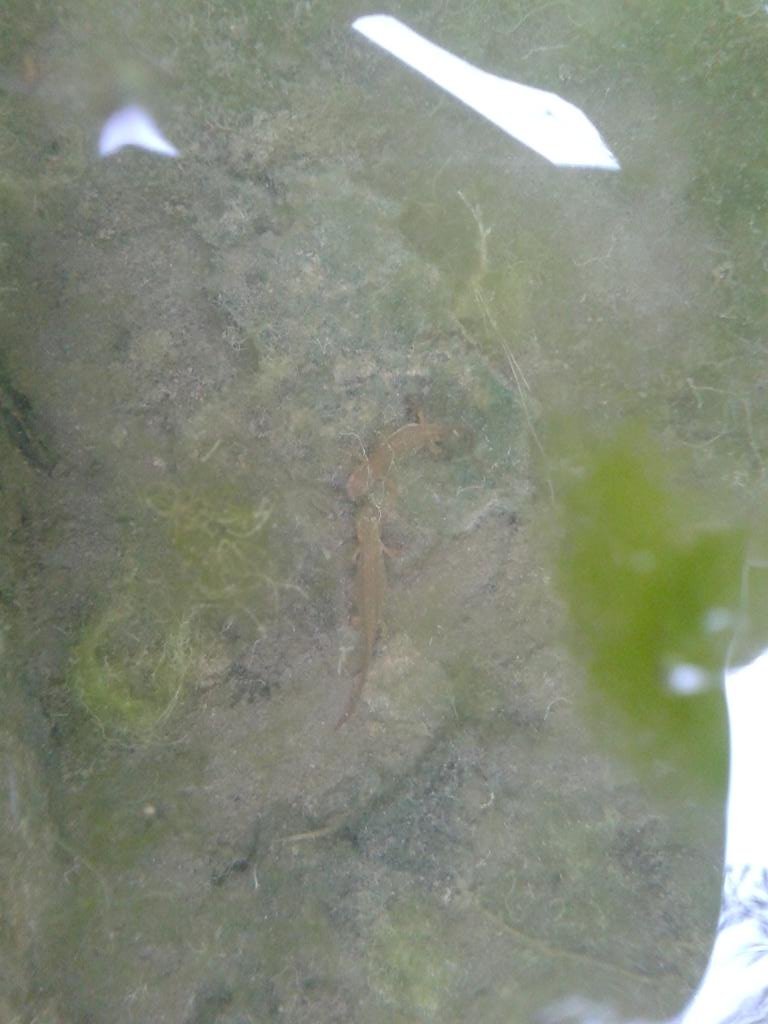 Lissotriton helveticus, pareja durante cortejo.