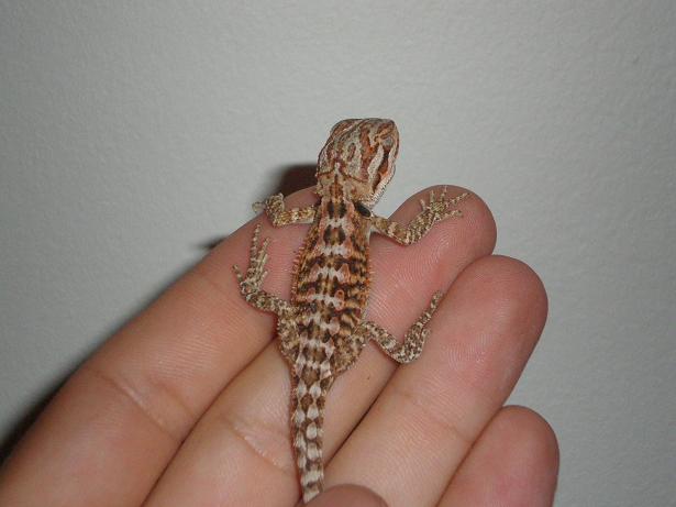 litle orange By Devil Serpentarium net 2.jpg