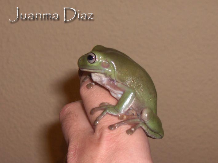 litoria1.jpg