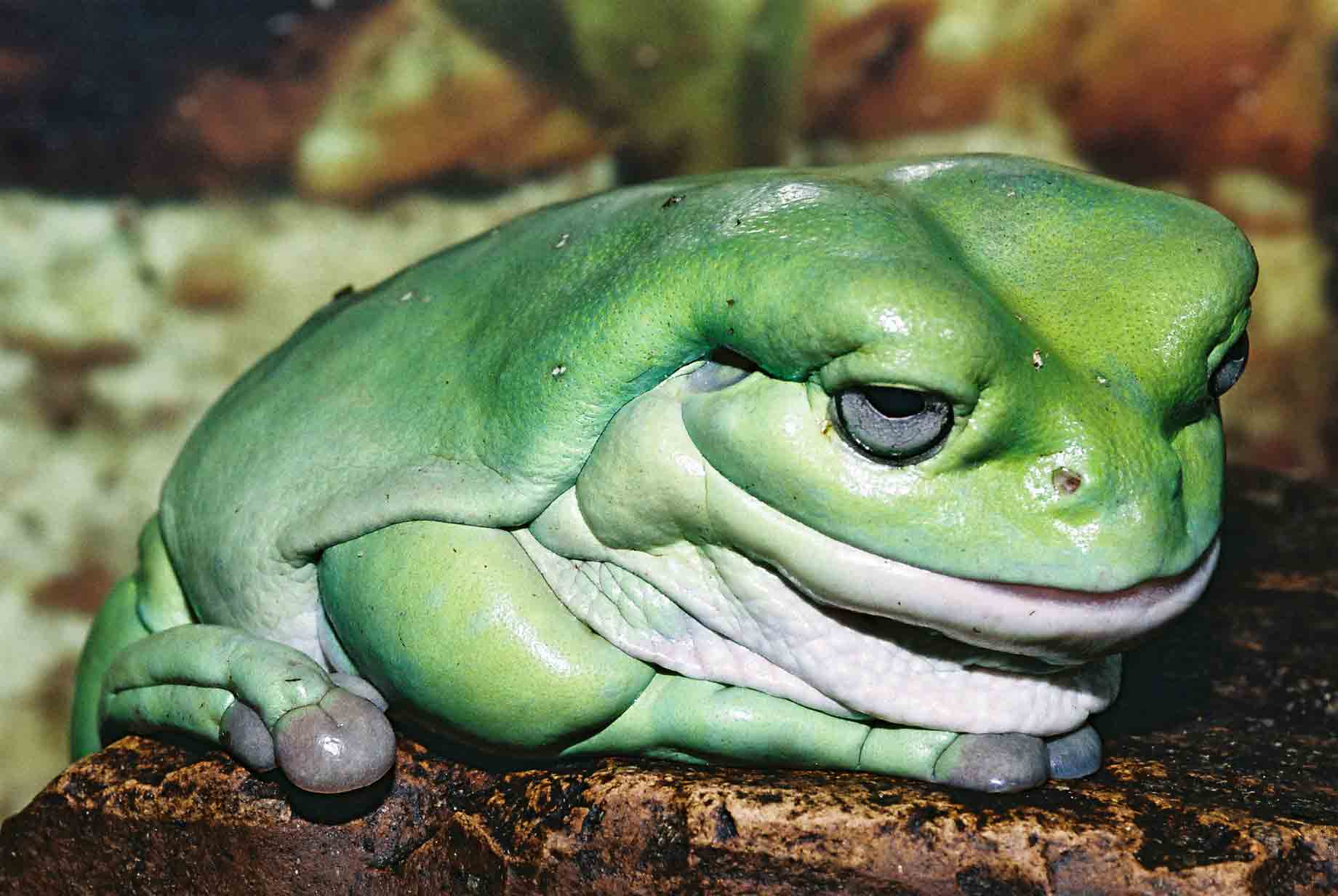 litoria1.jpg