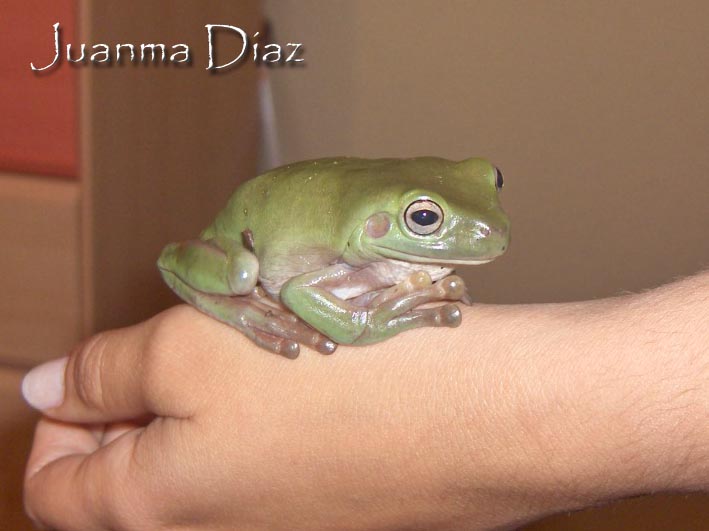 litoria2.jpg