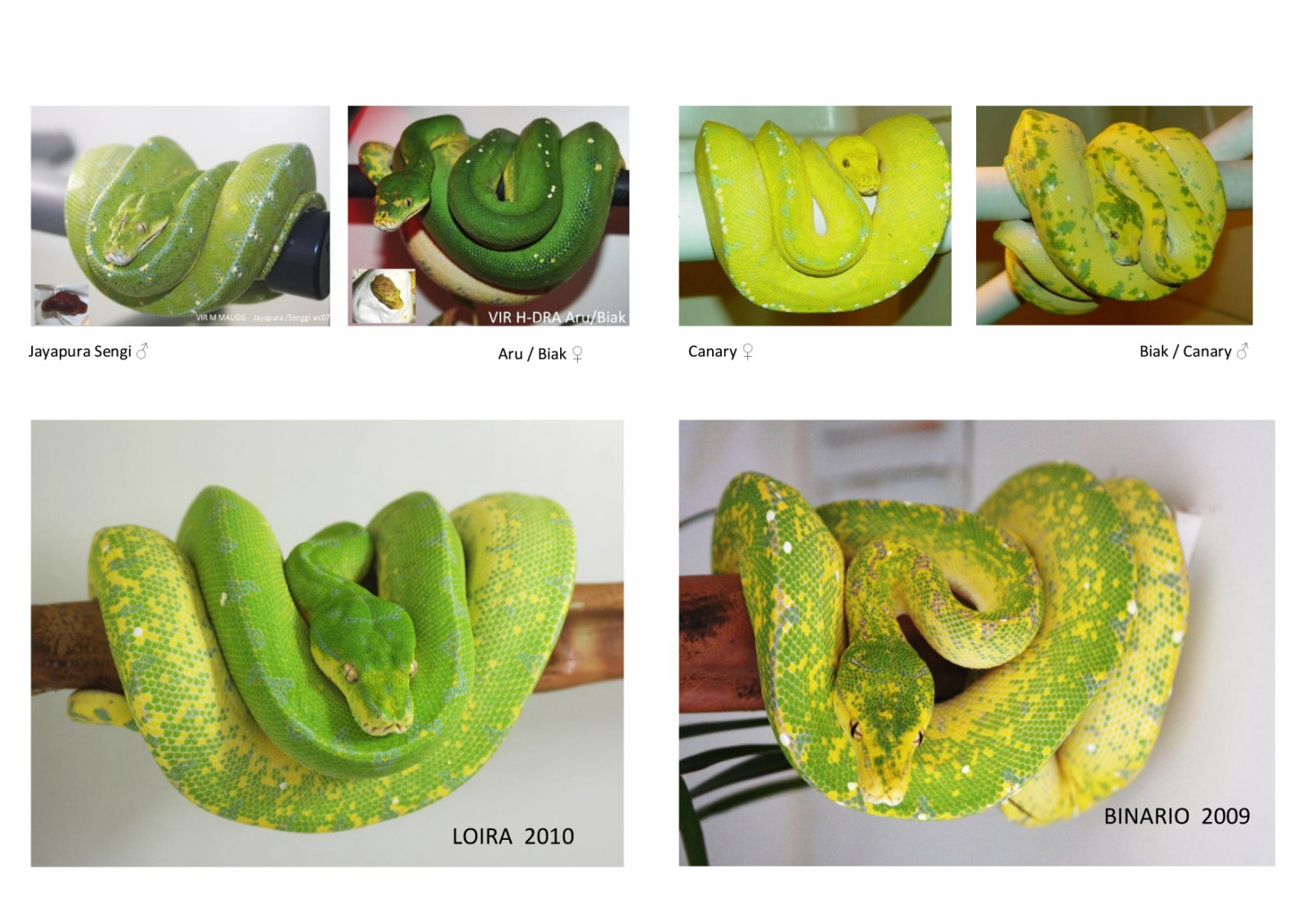 loira x binario-001 [1600x1200].jpg