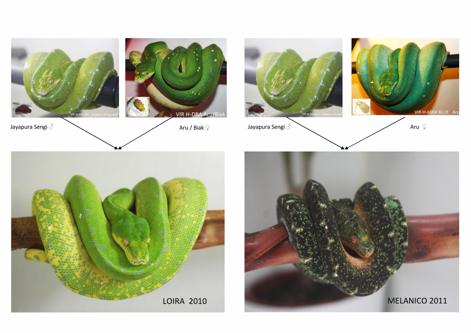 loira x macho melanico-001 [1600x1200].jpg