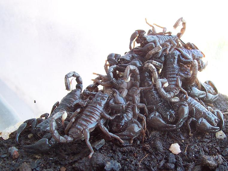 los crios al 16-07-04.JPG