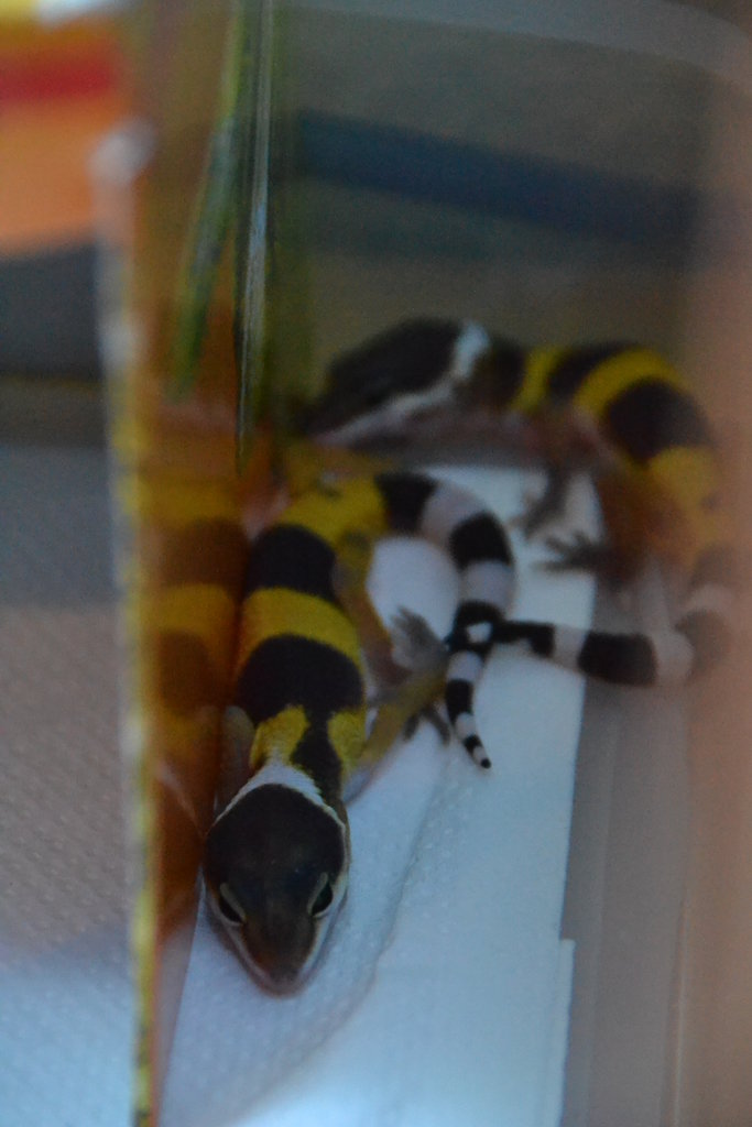 Los más pequeñitos