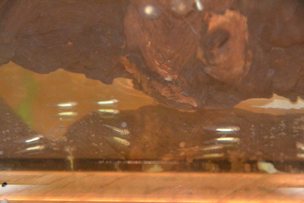 Los primeros pequeñajos